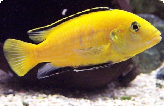 YELLOW BORLEYI CICHLID XLG